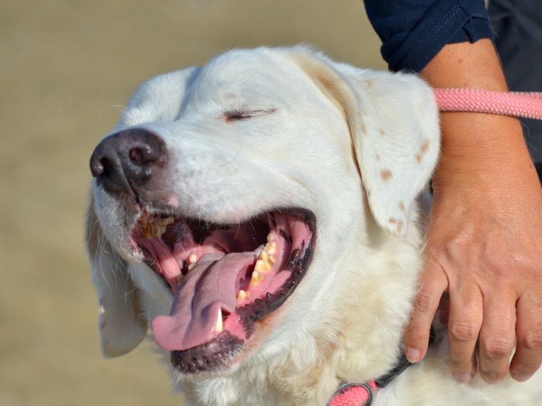 Adotta un cane, taglia grande, maschio, Roma