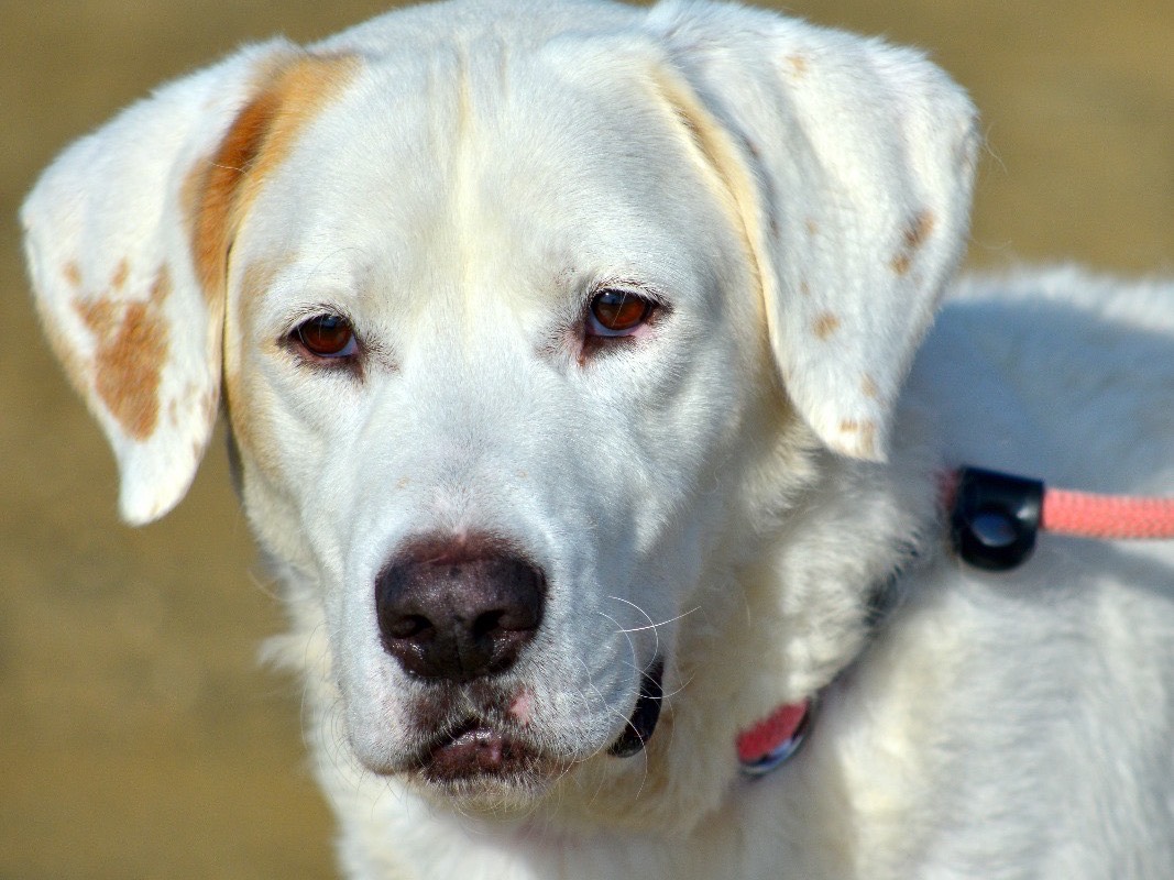 Vuoi adottare un cane a Roma?