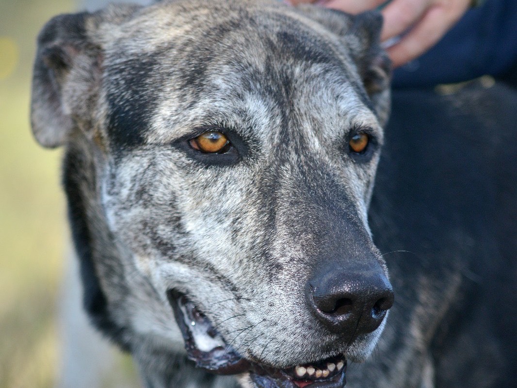 Adozione cane, maschio, Levriero Afgano Razza sconosciuta, 5 anni e 10 mesi, taglia grande, Roma