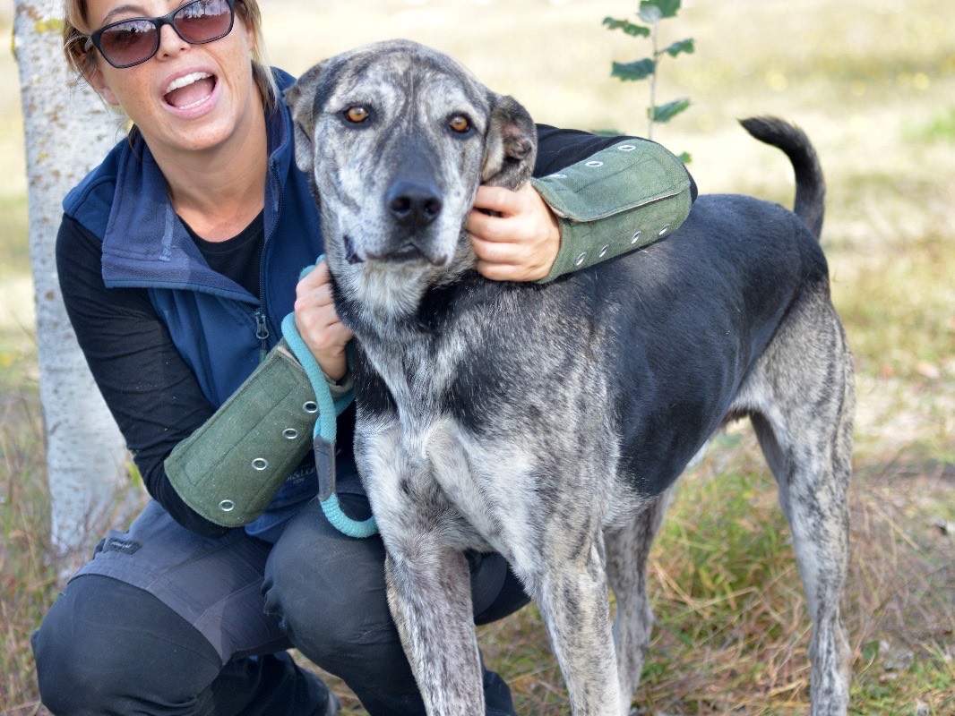 Adotta un cane, maschio, 5 anni e 10 mesi, Roma