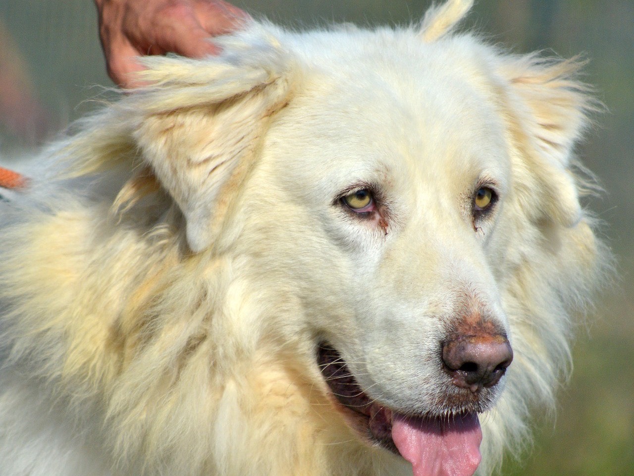 Adozione cane, maschio, Pastore maremmano Razza sconosciuta, 3 anni e 7 mesi, taglia gigante, Roma
