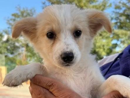 Adozione cane, femmina, Razza sconosciuta Razza sconosciuta, 3 mesi, taglia media contenuta, Matera