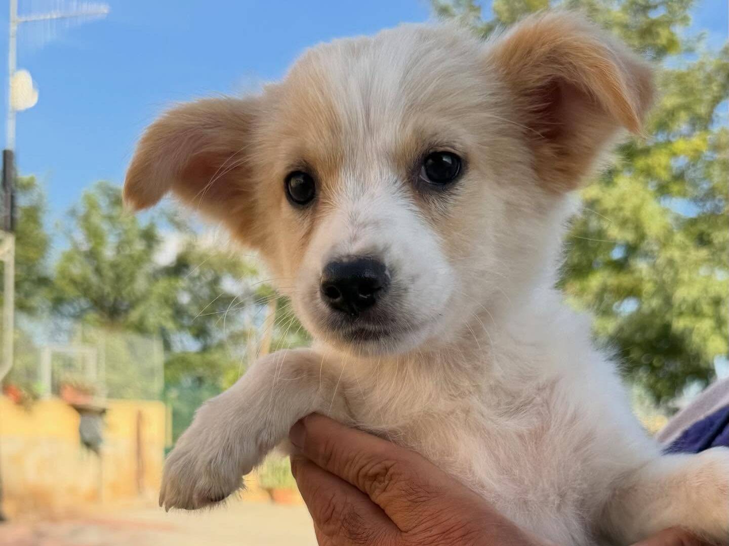 Adotta un cane, femmina, 3 mesi, Matera