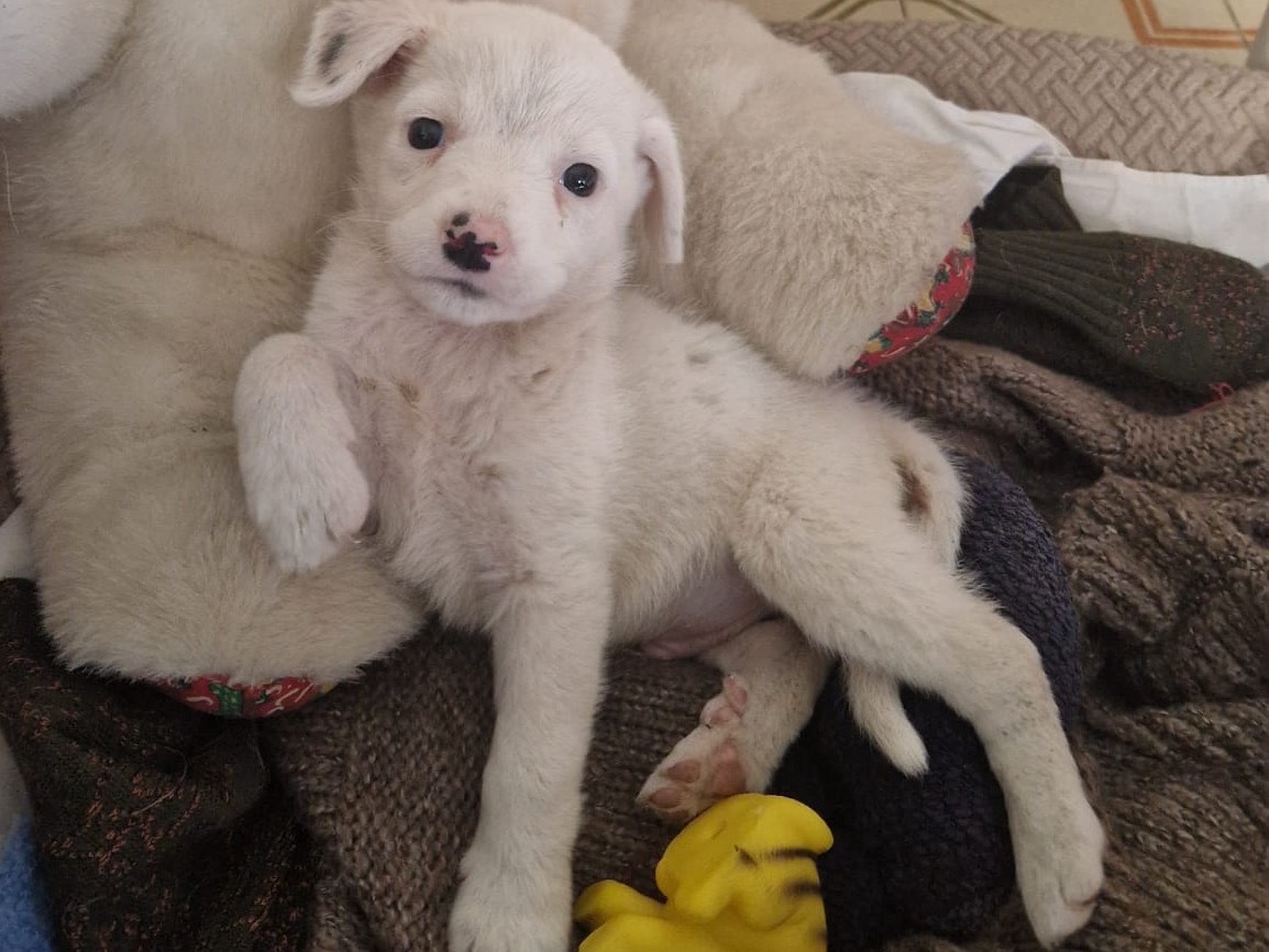 Vuoi adottare un cane a Torino?