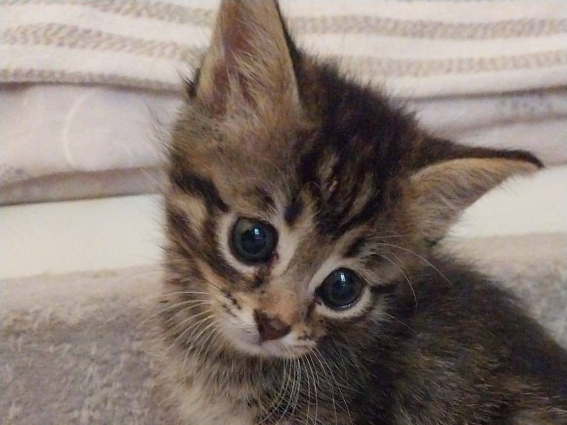 Adozione gatto, femmina, Razza sconosciuta Razza sconosciuta, 1 mesi, taglia non valida, Viterbo