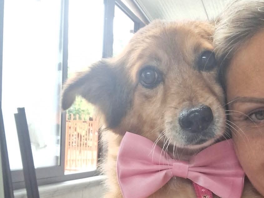 Adozione cane, femmina, Razza sconosciuta Razza sconosciuta, 8 anni, taglia piccola, Napoli