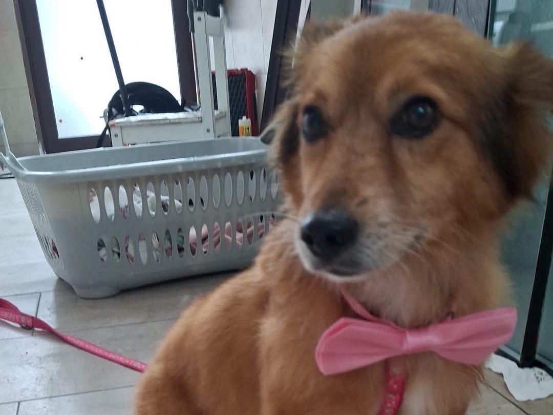 Adotta un cane, taglia piccola, femmina, Napoli