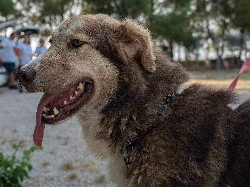 Adozione cane, maschio, Razza sconosciuta Razza sconosciuta, 2 anni e 9 mesi, taglia grande, Ragusa