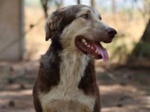 Adotta un cane, maschio, 2 anni e 9 mesi, Ragusa