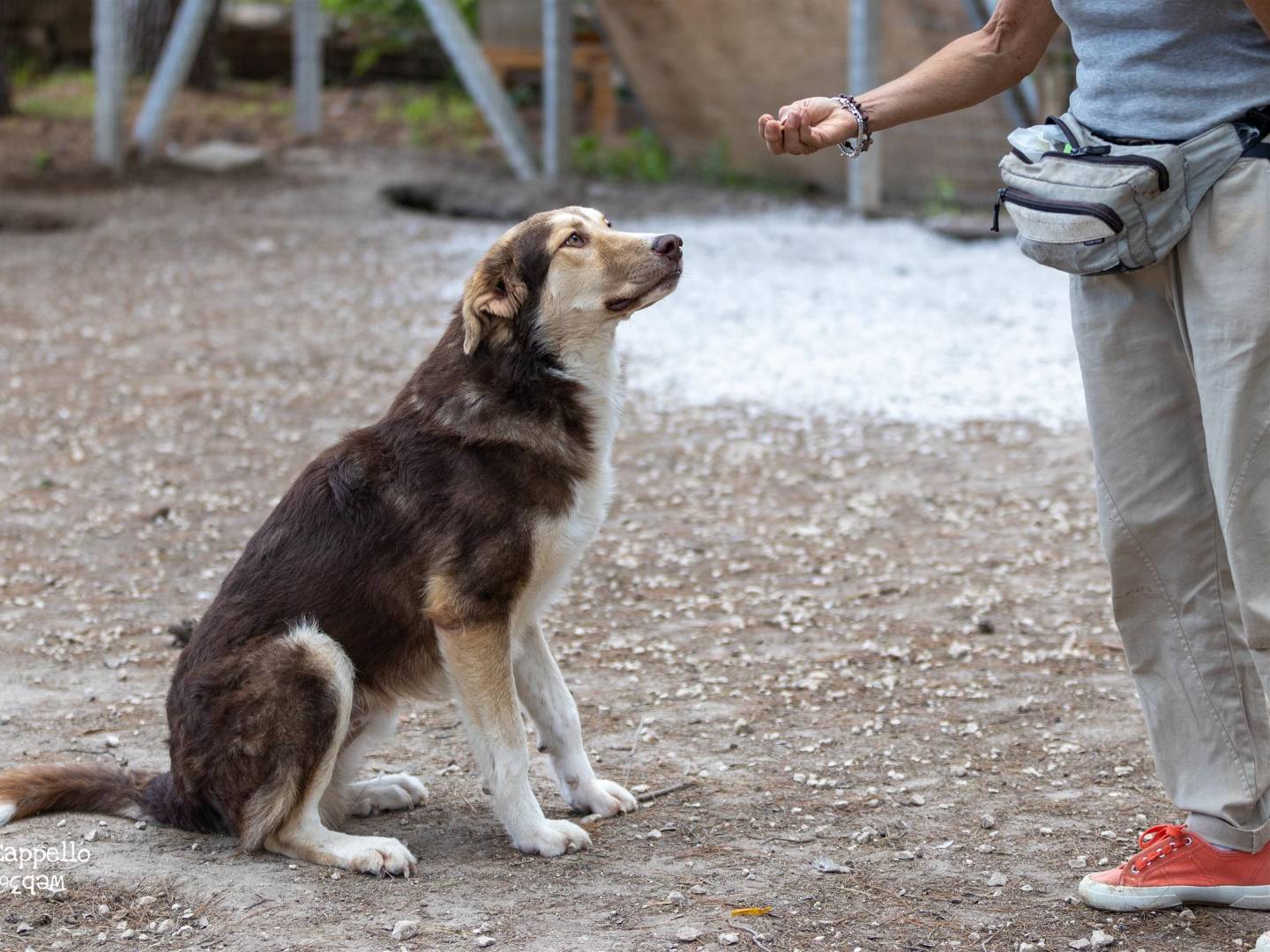 Vuoi adottare un cane a Ragusa?