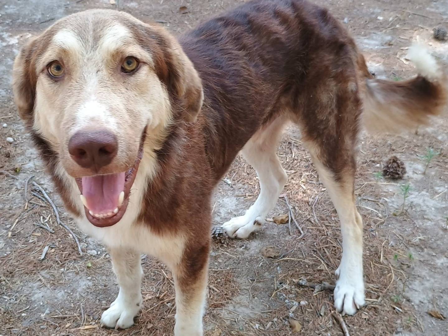 Adotta il cane Baloo a Ragusa