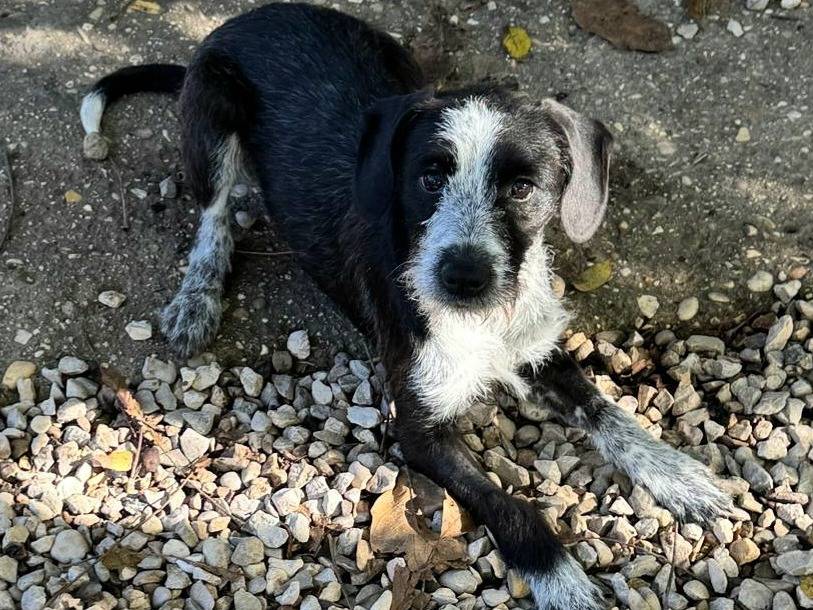 Adozione cane, femmina, Razza sconosciuta Razza sconosciuta, 9 mesi, taglia piccola, Teramo