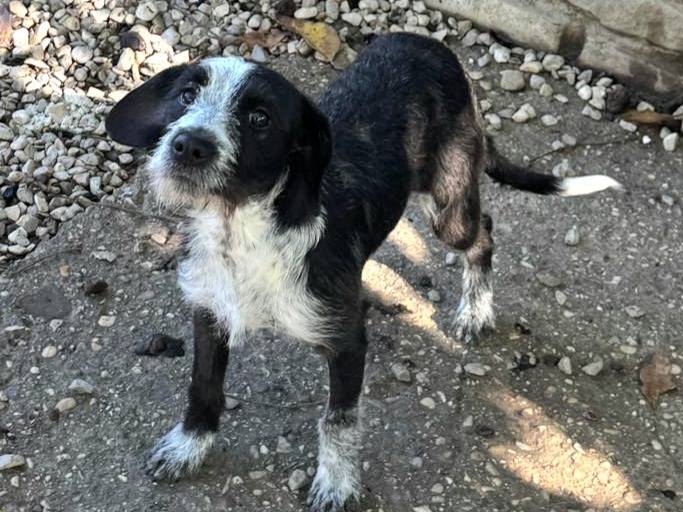 Adotta un cane, femmina, 9 mesi, Teramo