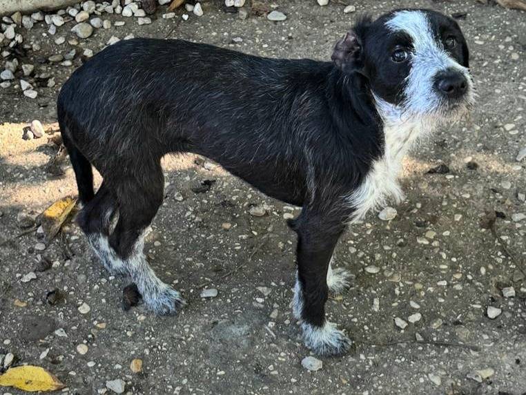 Adotta un cane, taglia piccola, femmina, Teramo