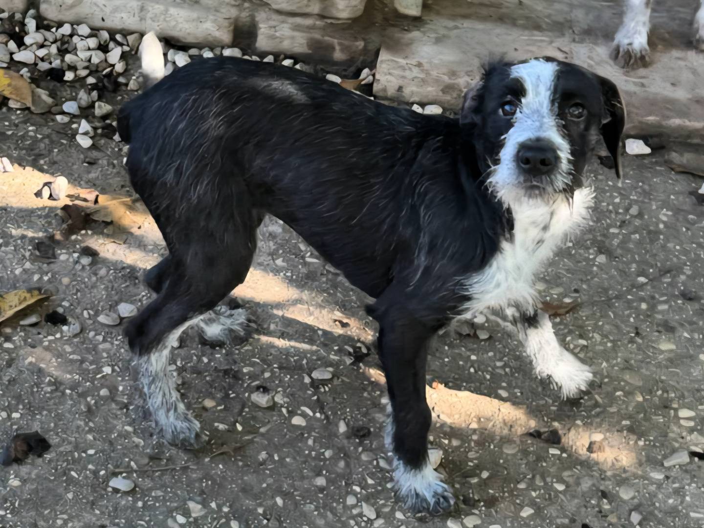 Vuoi adottare un cane a Teramo?