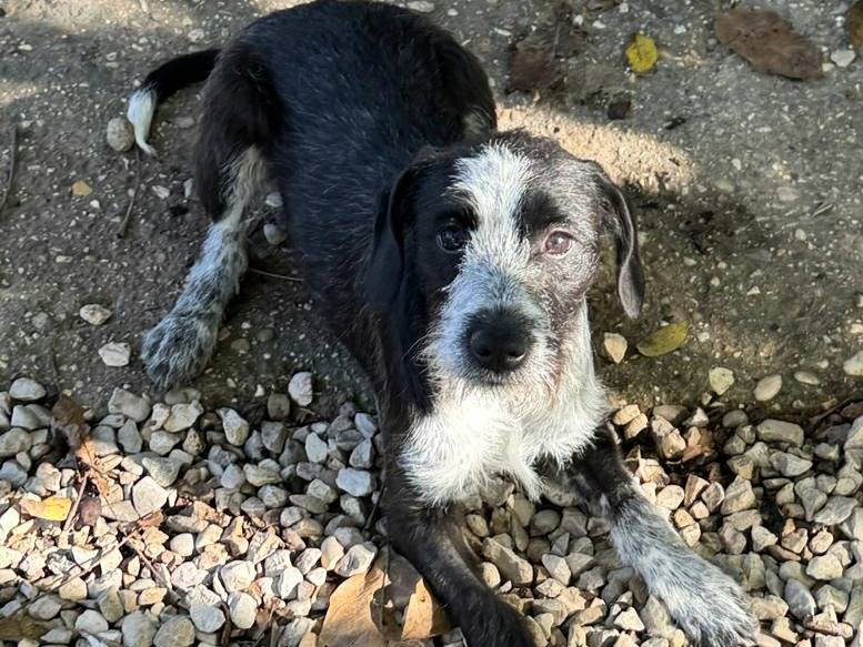 Adotta il cane Pasqualina  a Teramo