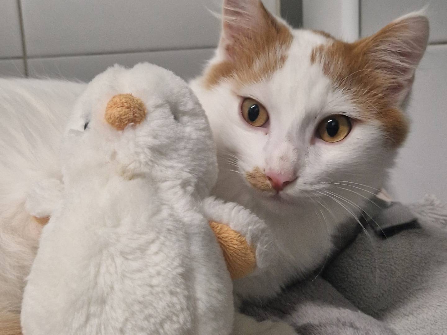 Adozione gatto, maschio, Razza sconosciuta Razza sconosciuta, 5 mesi, taglia non valida, Lecco