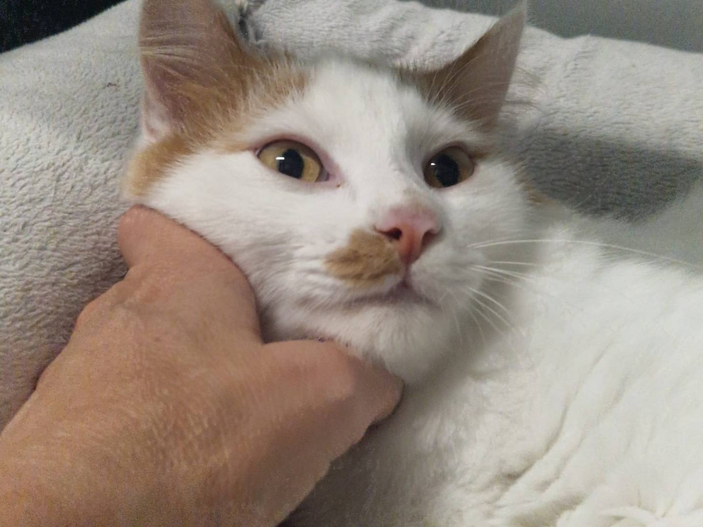 Adotta un gatto, maschio, 5 mesi, Lecco