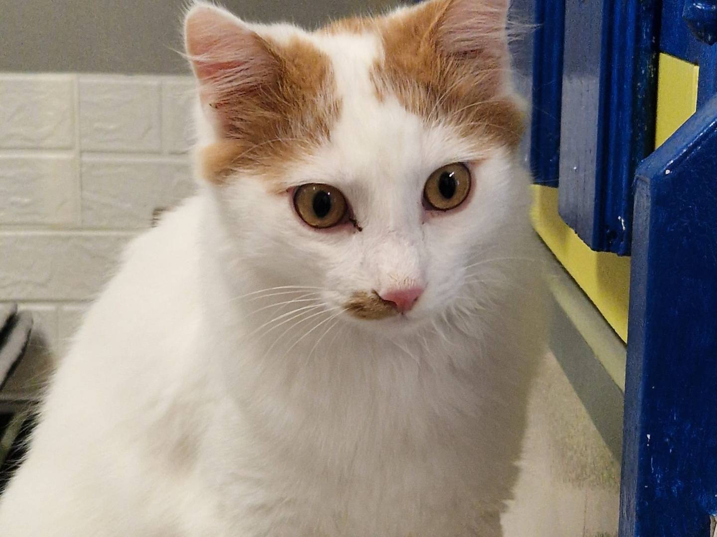 Adotta un gatto, taglia non valida, maschio, Lecco