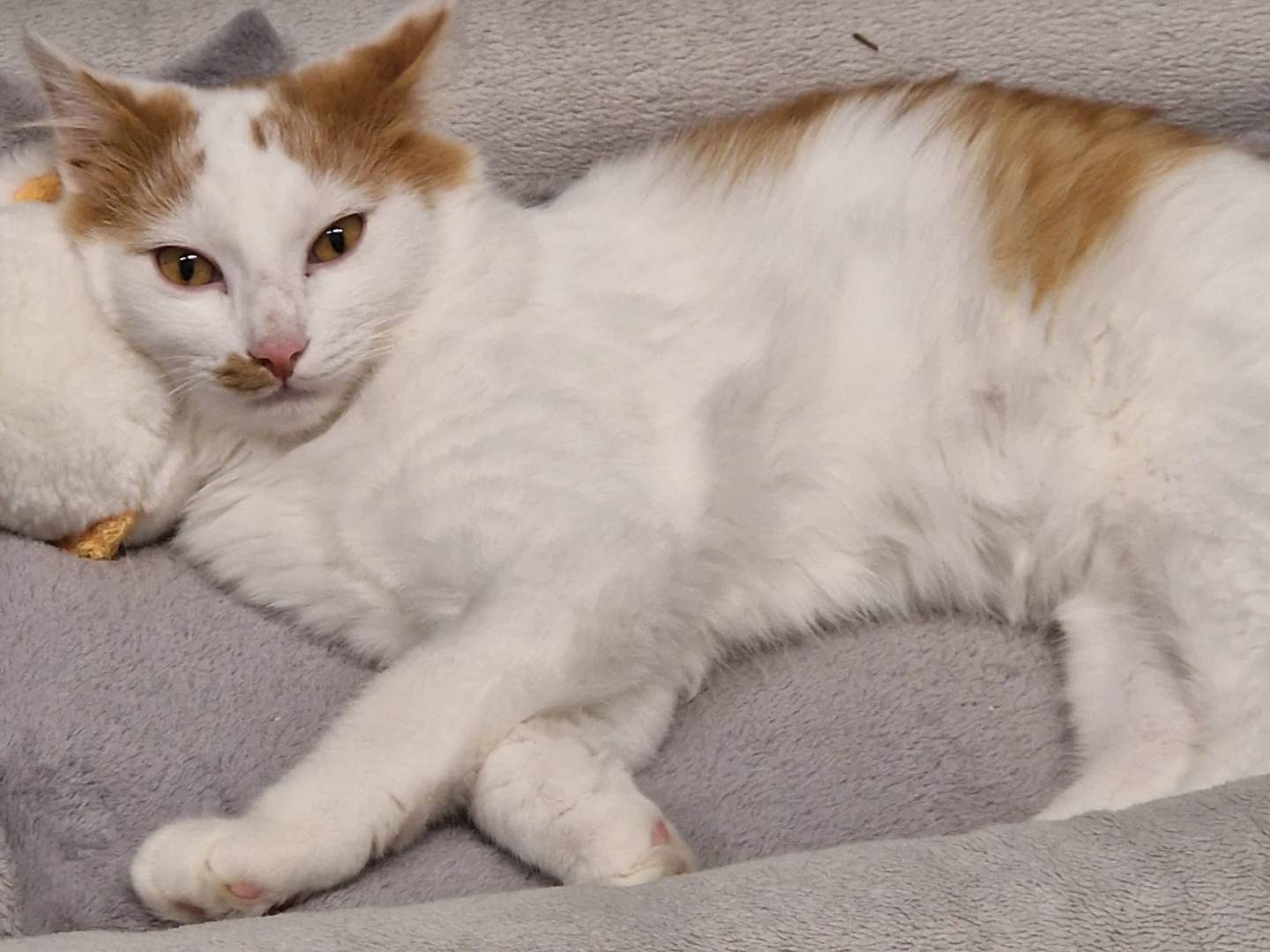 Vuoi adottare un gatto a Lecco?