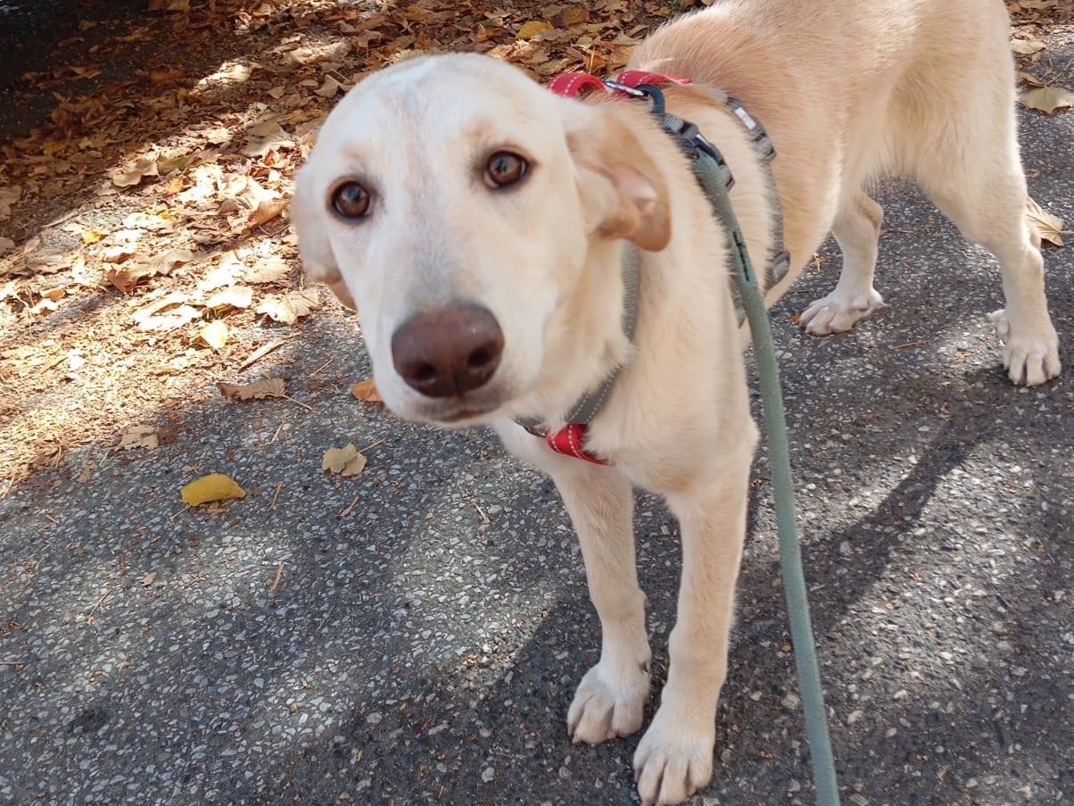 Adozione cane, femmina, Razza sconosciuta Razza sconosciuta, 4 mesi, taglia media, Venezia