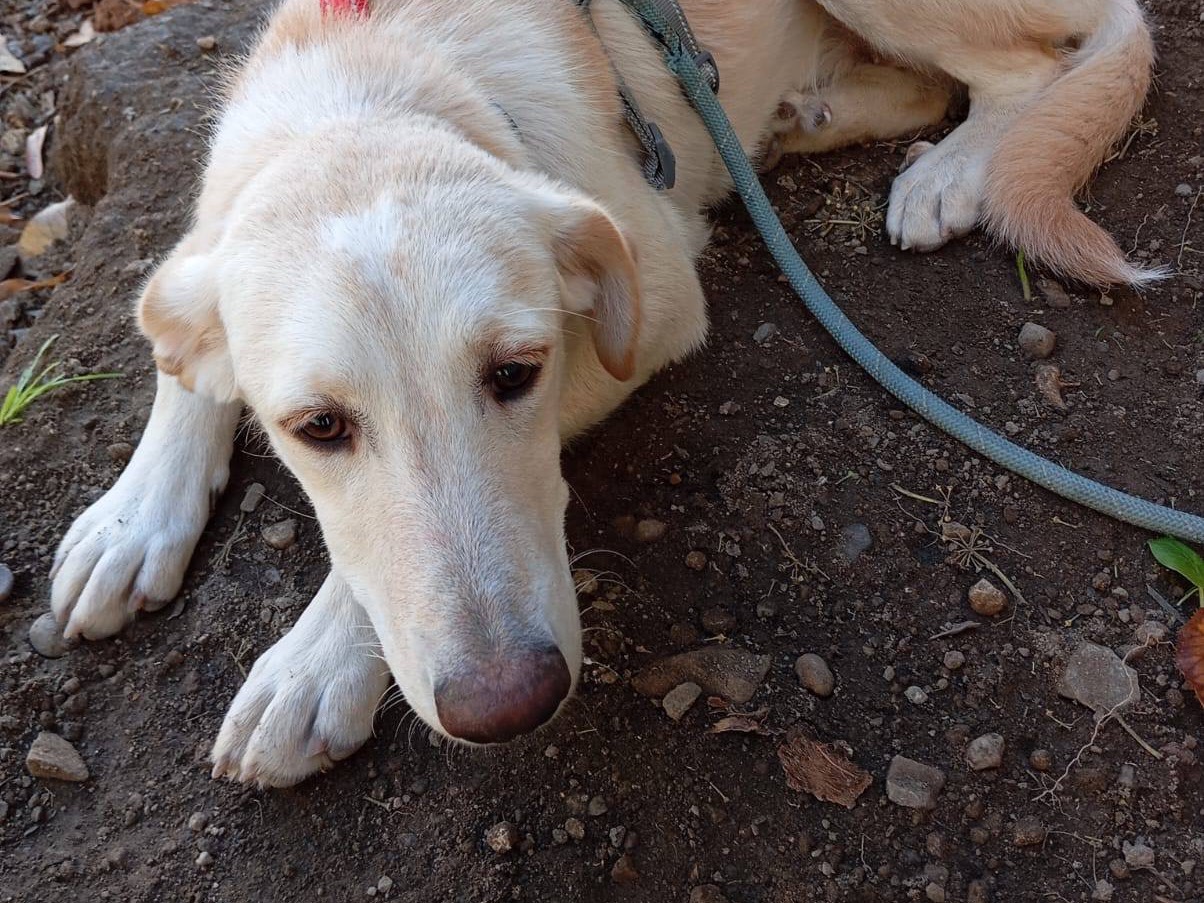 Adotta un cane, femmina, 4 mesi, Venezia