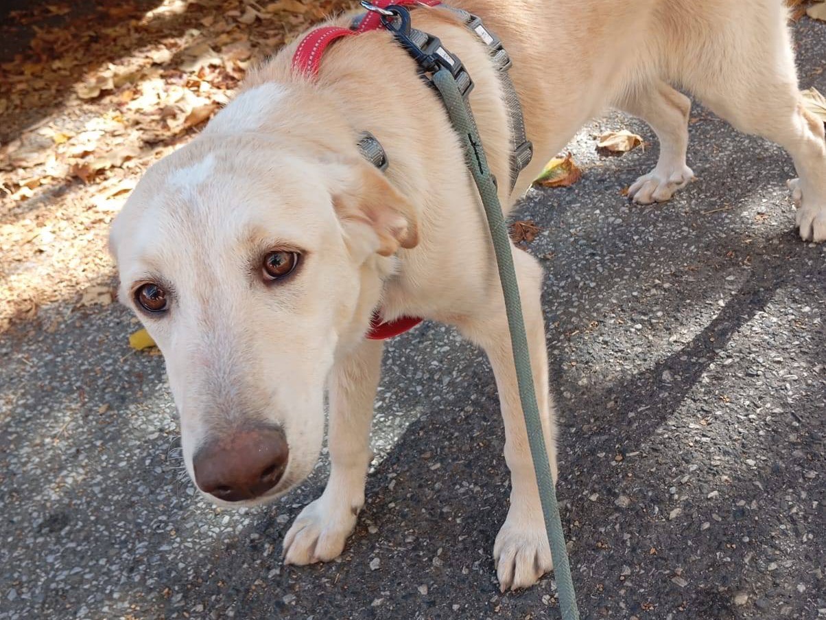 Adotta un cane, taglia media, femmina, Venezia