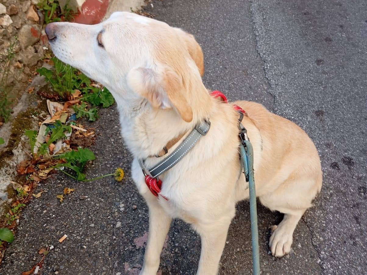 Vuoi adottare un cane a Venezia?