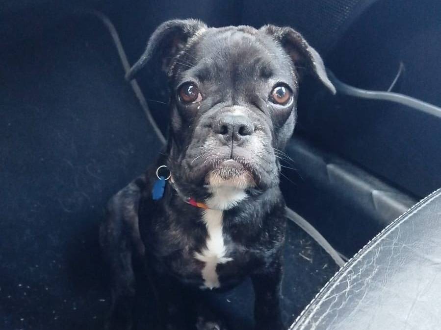 Adozione cane, femmina, Bulldog francese Razza sconosciuta, 5 mesi, taglia piccola, Matera