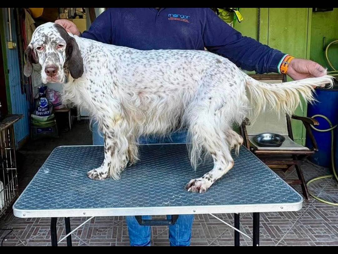 Adotta un cane, femmina, 7 anni e 3 mesi, Brescia