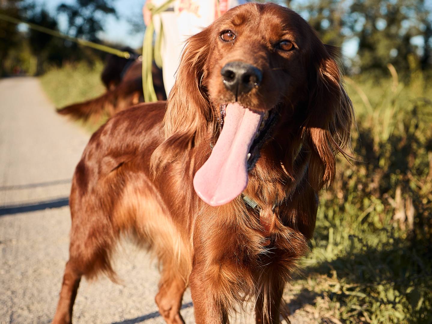 Adozione cane, femmina, Setter Inglese Razza sconosciuta, 2 anni e 8 mesi, taglia media contenuta, Milano