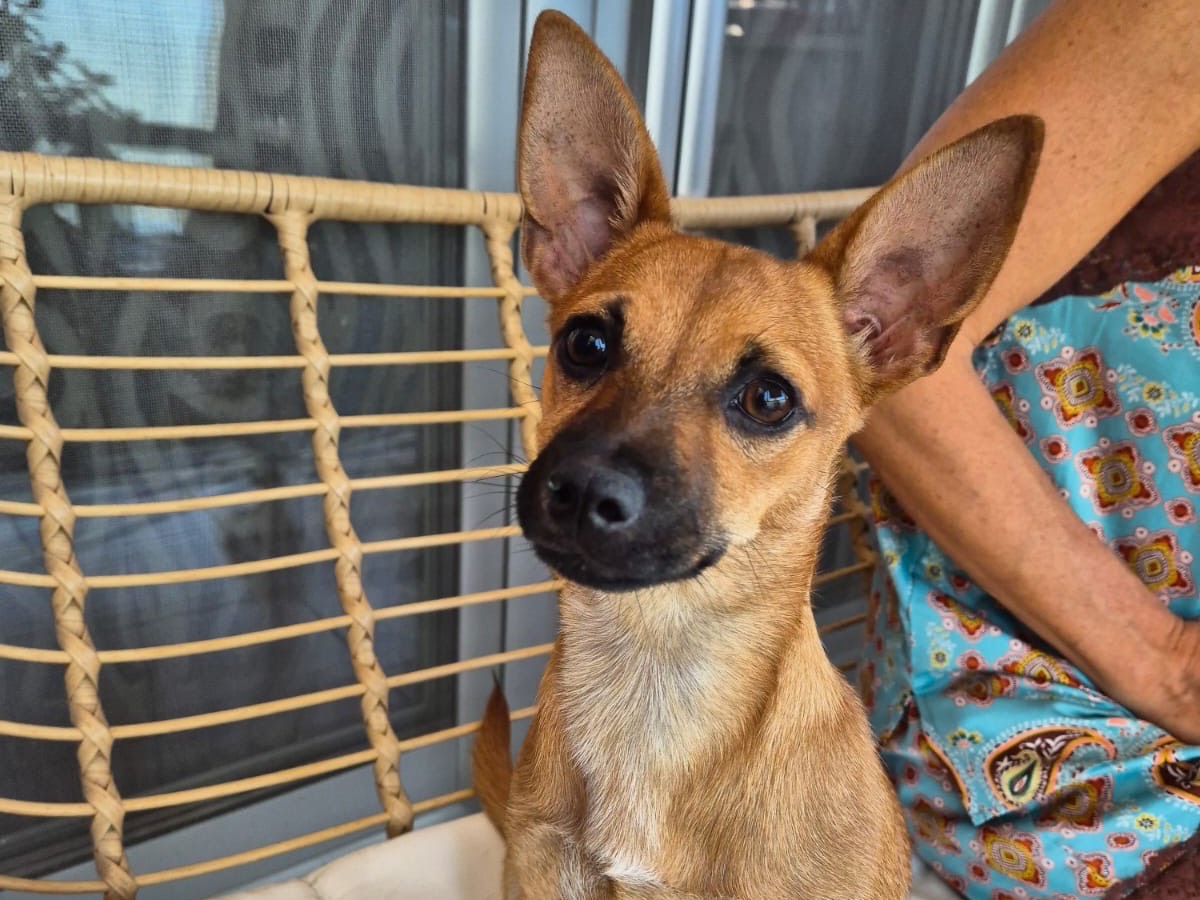 Adozione cane, femmina, Razza sconosciuta Razza sconosciuta, 5 mesi, taglia piccola, Barletta