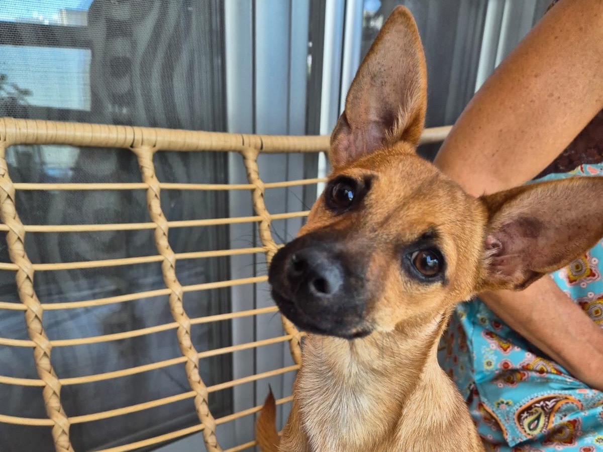 Adotta un cane, femmina, 5 mesi, Barletta