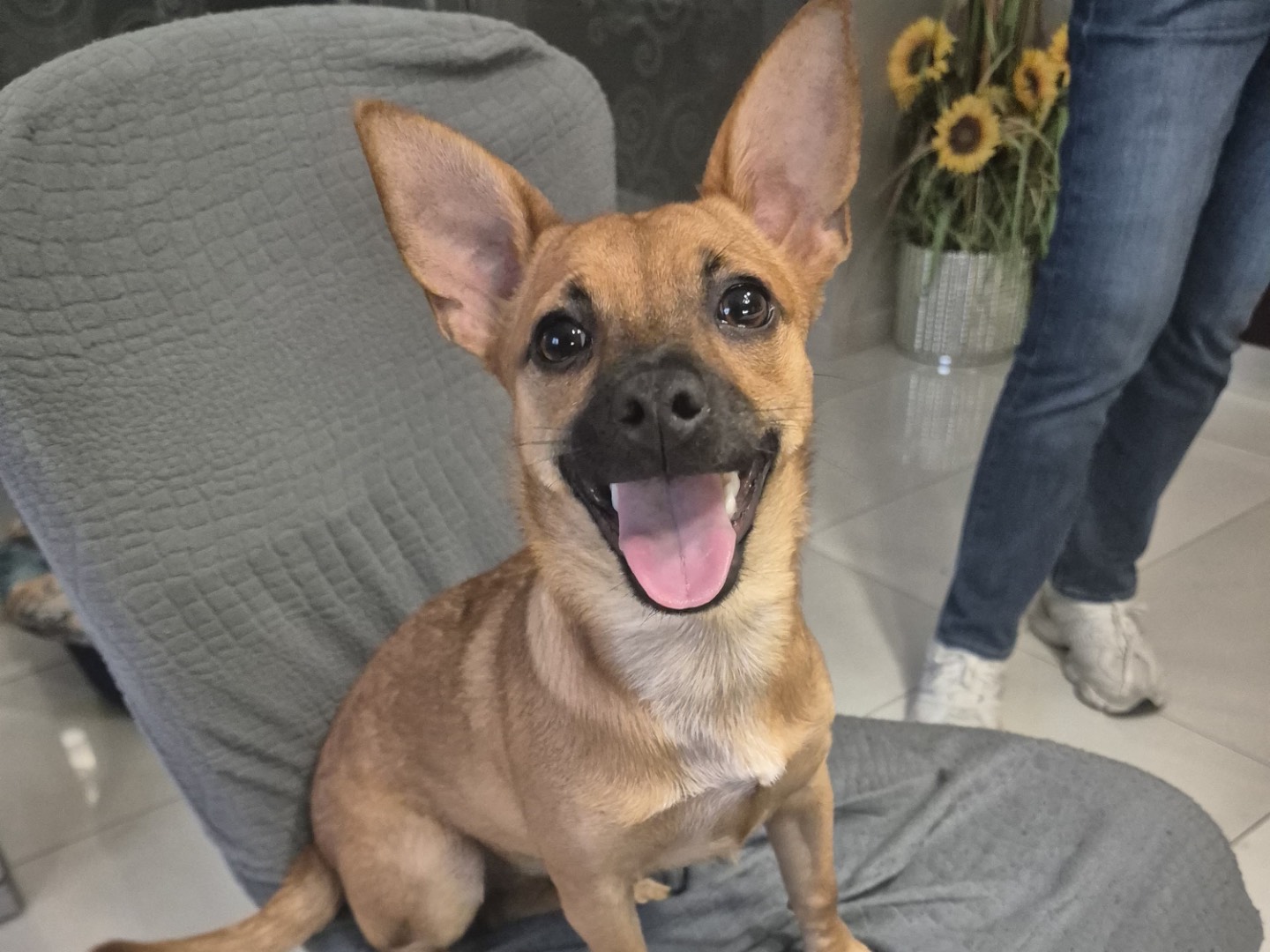 Adotta un cane, taglia piccola, femmina, Barletta