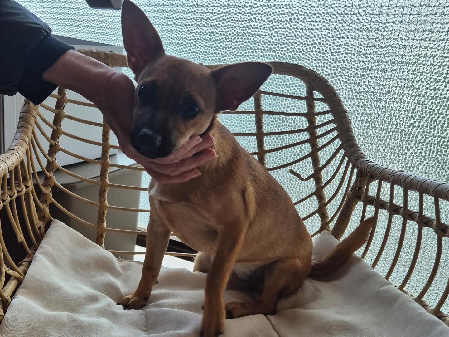 Vuoi adottare un cane a Barletta?