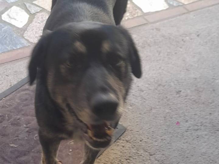 Adotta un cane, maschio, 1 anno e 9 mesi, Cosenza