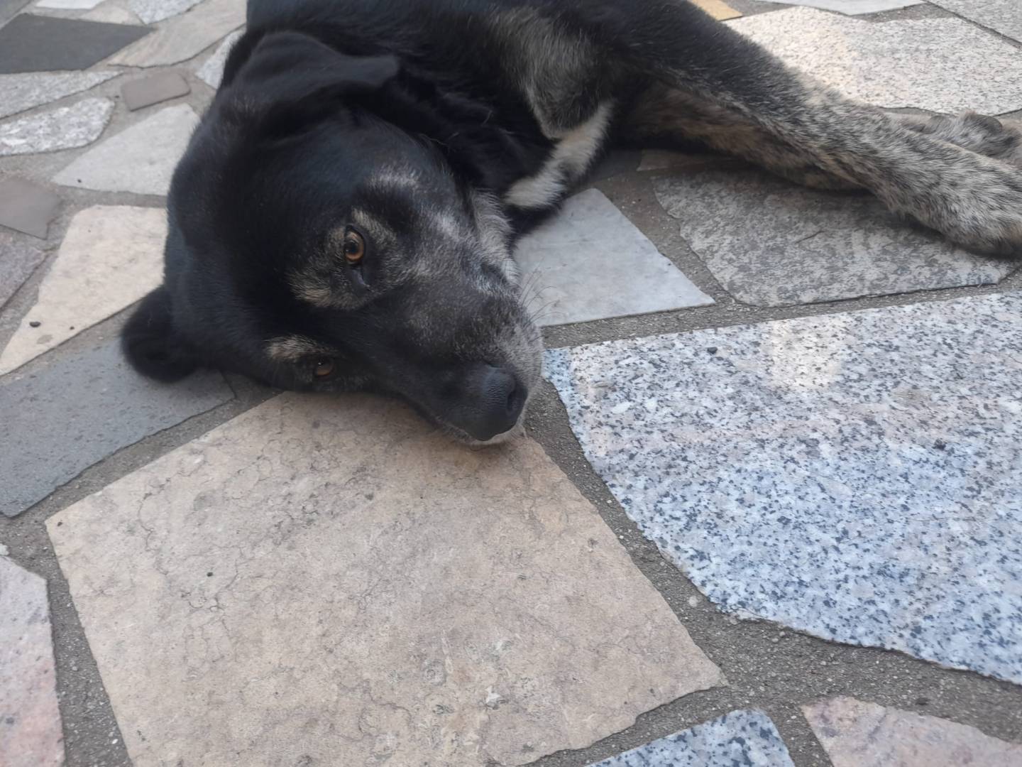 Adotta un cane, taglia media, maschio, Cosenza