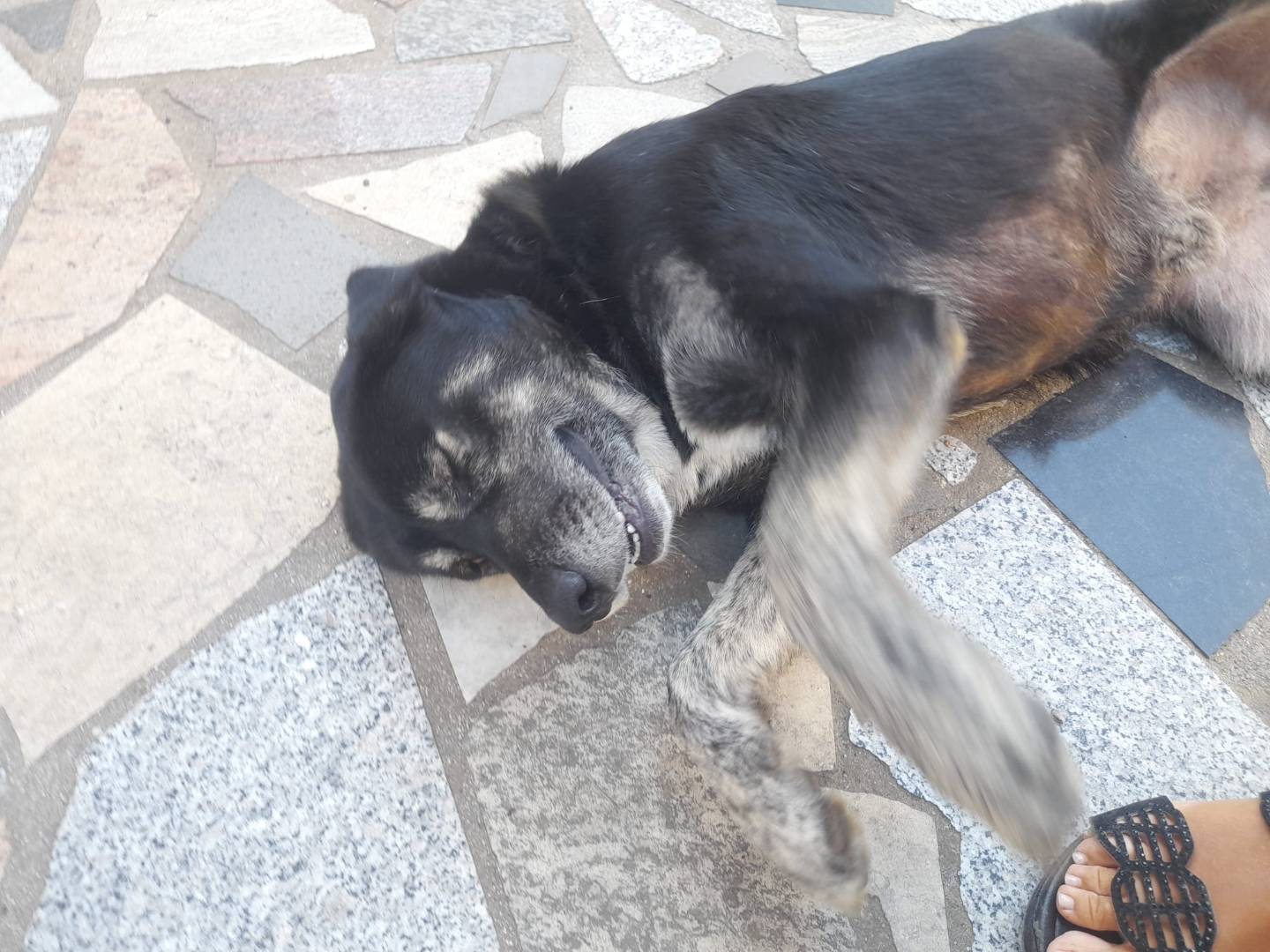 Vuoi adottare un cane a Cosenza?