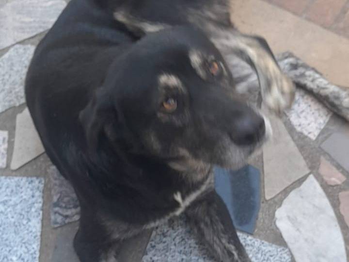 Adotta il cane BALDO a Cosenza