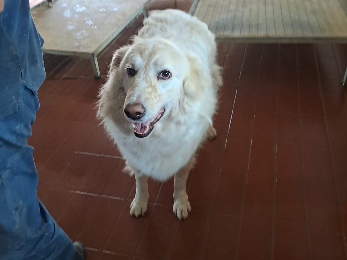 Adozione cane, maschio, Razza sconosciuta Razza sconosciuta, 3 anni e 1 mese, taglia media, Benevento