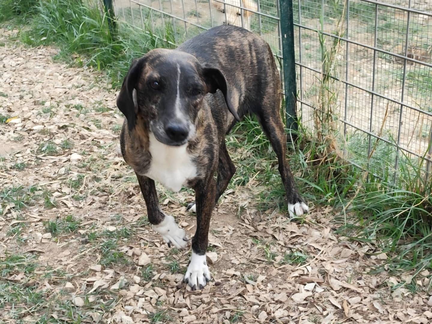 Adozione cane, femmina, Razza sconosciuta Razza sconosciuta, 2 anni e 11 mesi, taglia media contenuta, Caserta