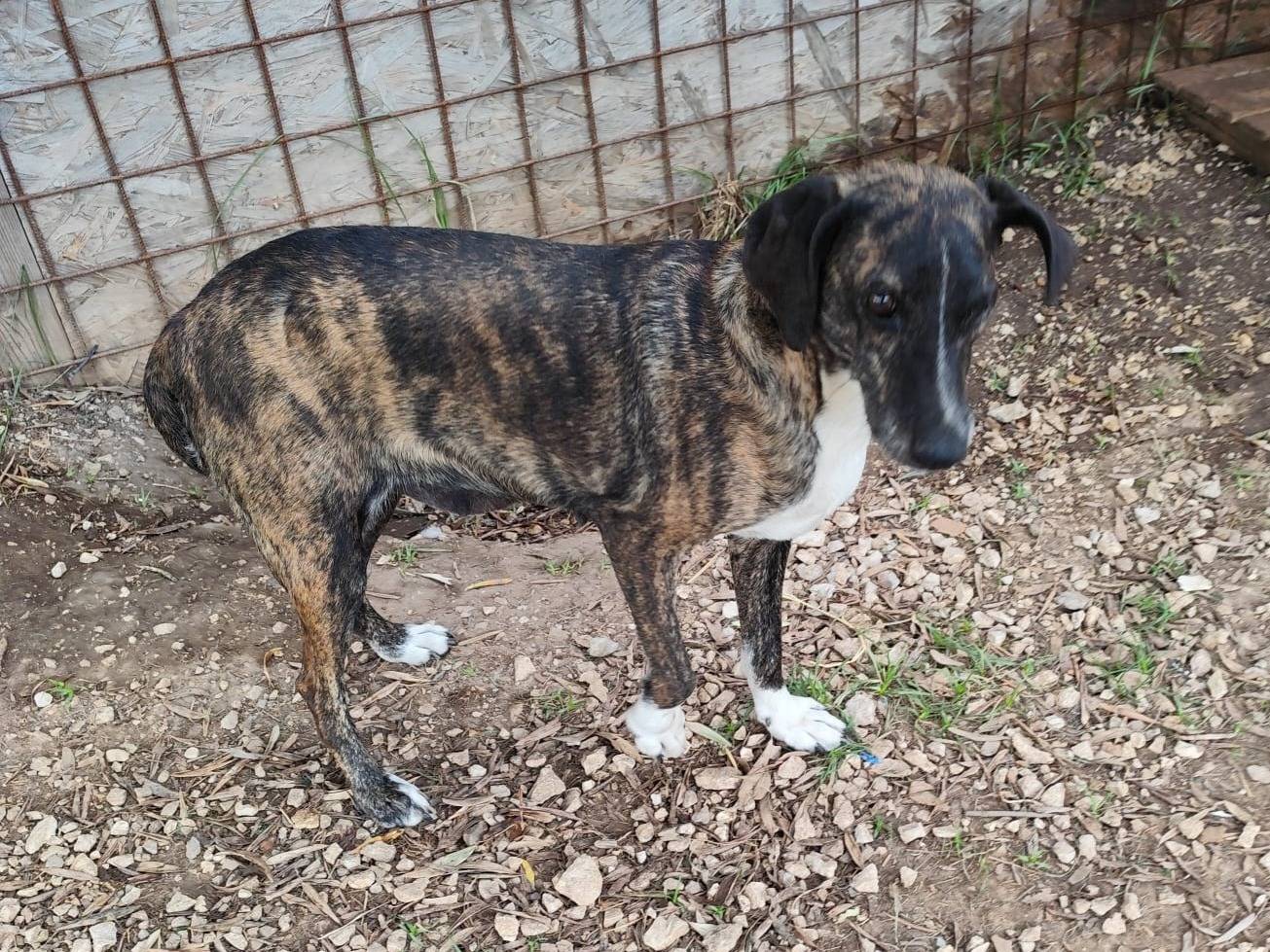 Adotta un cane, femmina, 2 anni e 11 mesi, Caserta