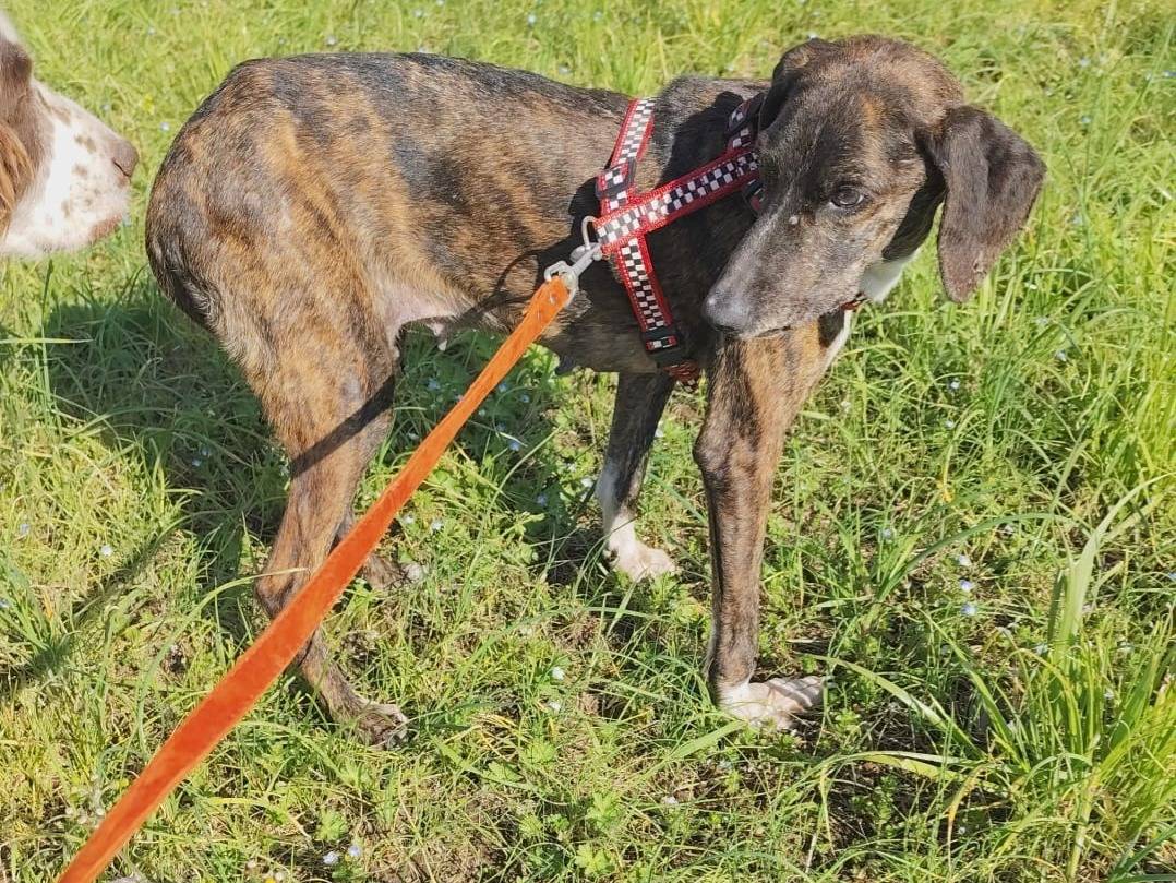 Adotta un cane, taglia media contenuta, femmina, Caserta