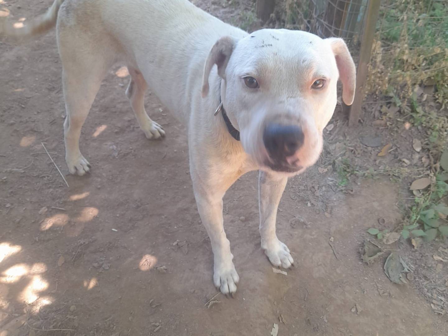 Adozione cane, maschio, Razza sconosciuta Razza sconosciuta, 4 anni e 9 mesi, taglia media, Cosenza