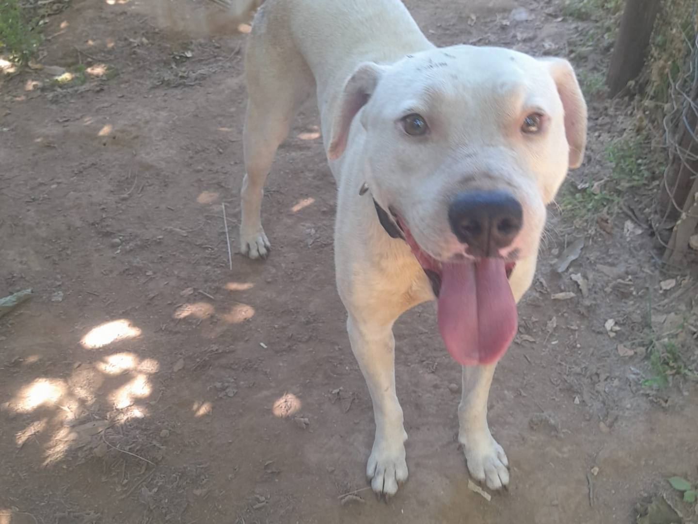 Adotta un cane, maschio, 4 anni e 9 mesi, Cosenza