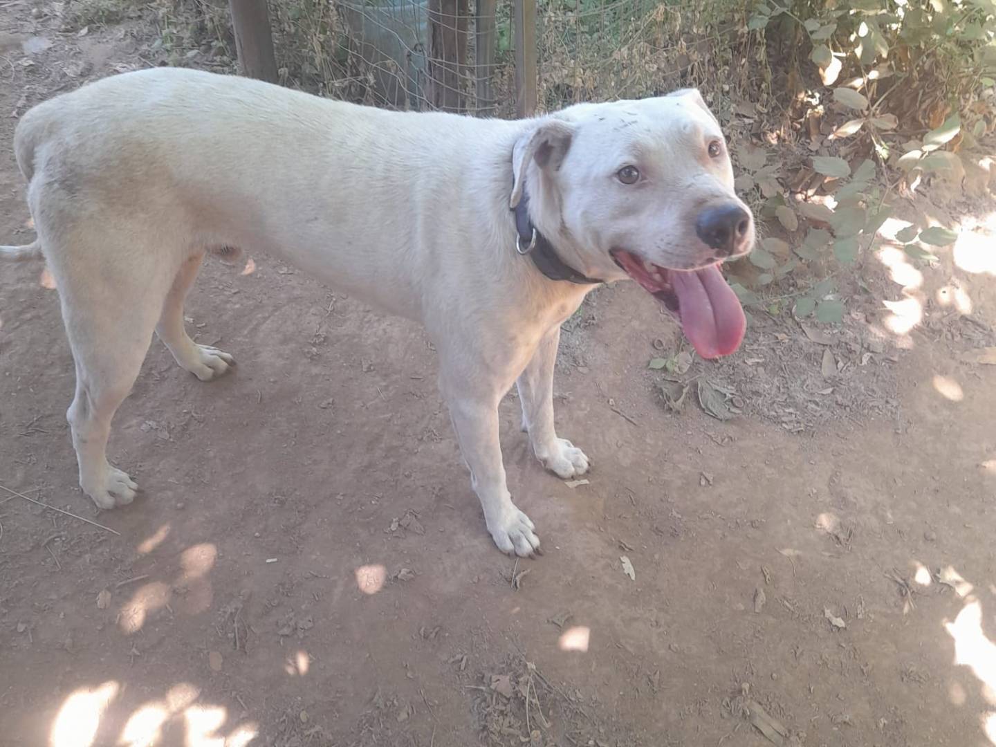 Adotta un cane, taglia media, maschio, Cosenza