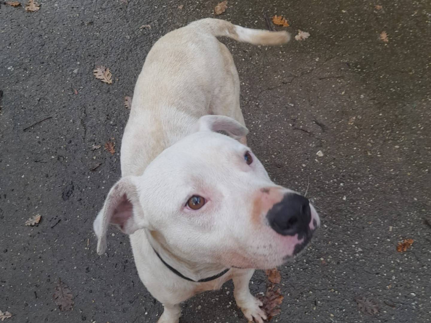 Vuoi adottare un cane a Cosenza?