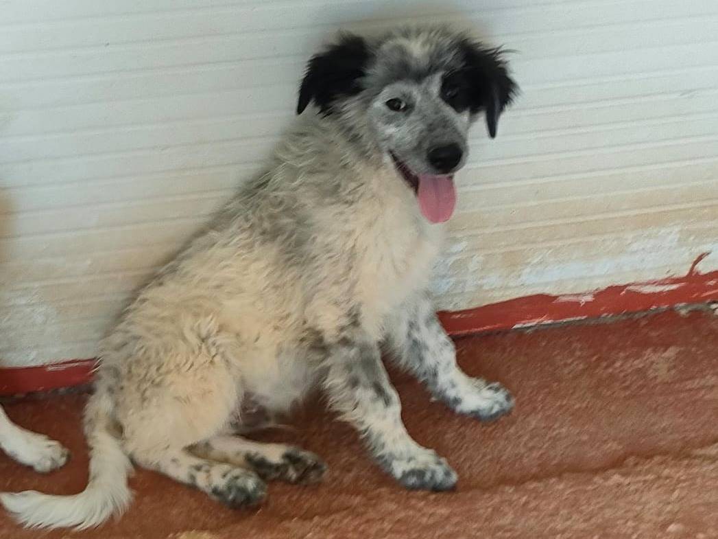 Adozione cane, maschio, Razza sconosciuta Razza sconosciuta, 8 mesi, taglia grande, Foggia