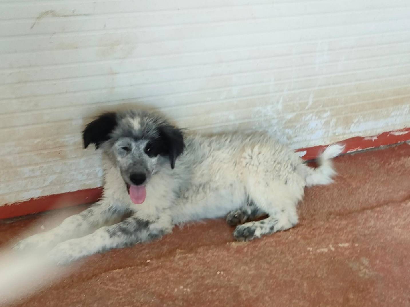 Adotta un cane, maschio, 8 mesi, Foggia