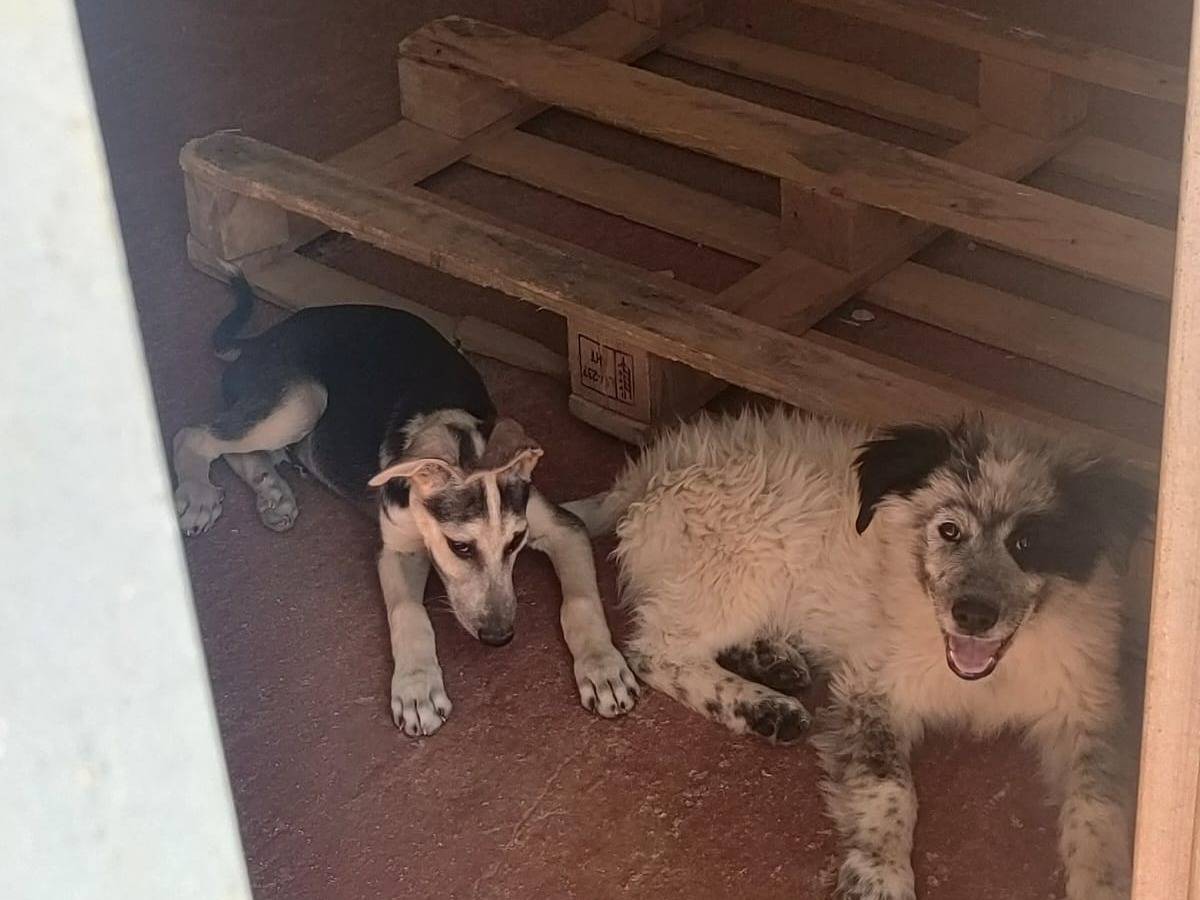 Vuoi adottare un cane a Foggia?